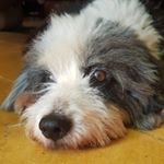 Profile Picture of Miguel alexander lizardo (@miguel_al_brown0183) on Instagram