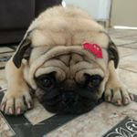 Profile Picture of Simon Andrade (@the_pugsimon) on Instagram