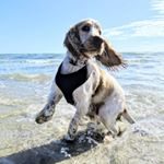 Profile Picture of Thomas Newcombe (@archie_the_royal_spaniel) on Instagram