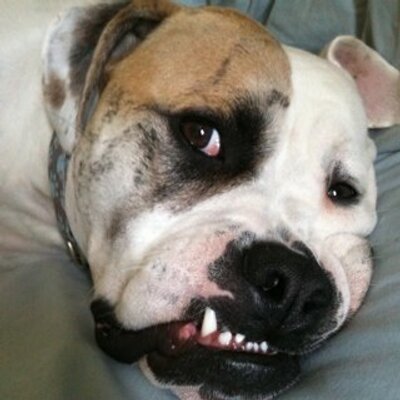 Profile Picture of Lora Bergmann (@lbGibbs) on Twitter