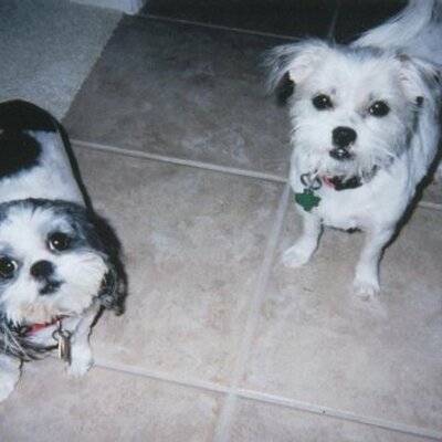 Profile Picture of Dalia Maya (@dalia_mayaa) on Twitter