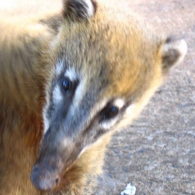 Profile Picture of Jean-Charles Poirier (@Kabja) on Twitter