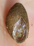 Profile Picture of Ellobiidaeon Wikipedia