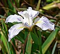 Profile Picture of Iris munziion Wikipedia