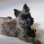 Profile Picture of oliver_holmes (@oliverholmes2005) on Instagram