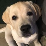 Profile Picture of Brent Wong (@bdub5555) on Instagram