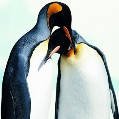 Profile Picture of Tammy Wainwright (@penguins2cute) on Twitter