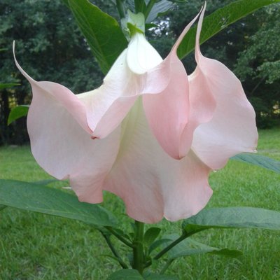 Profile Picture of Virginia Keller (@Virgini11462552) on Twitter