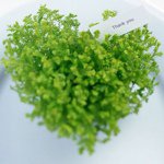 Profile Picture of rubyliao (@rubyliao) on Instagram