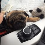 Profile Picture of Dave Lister (@iamdavelisterthepug) on Instagram