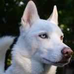 Profile Picture of Ron Gifford (@harotroikmafia) on Instagram