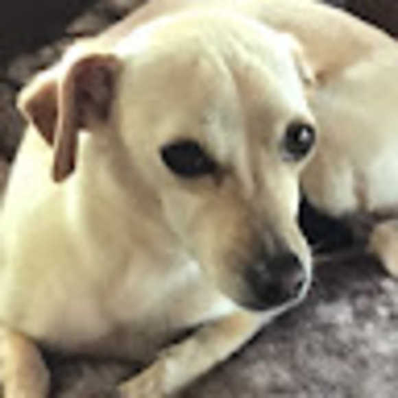 Profile Picture of Tess pursell Pursell (@tesspursell) on Poshmark