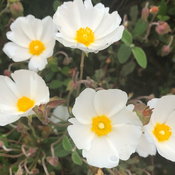 Profile Picture of Brook Alexander (@brookalexander) on Poshmark