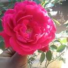 Profile Picture of   Badri nath Nath... (@user94424254) on Tiktok