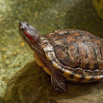 Profile Picture of Alex Chiu (@nschmx) on Twitter