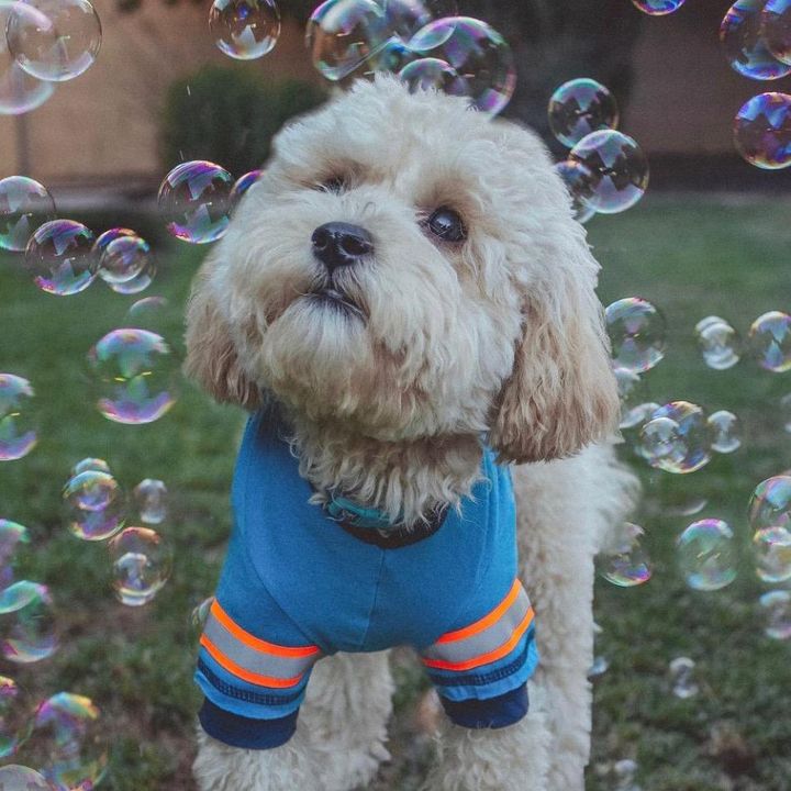 Profile Picture of archibald (@archiepoodle) on Tiktok