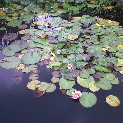 Profile Picture of Allison Hatton (@HattonAllison) on Twitter