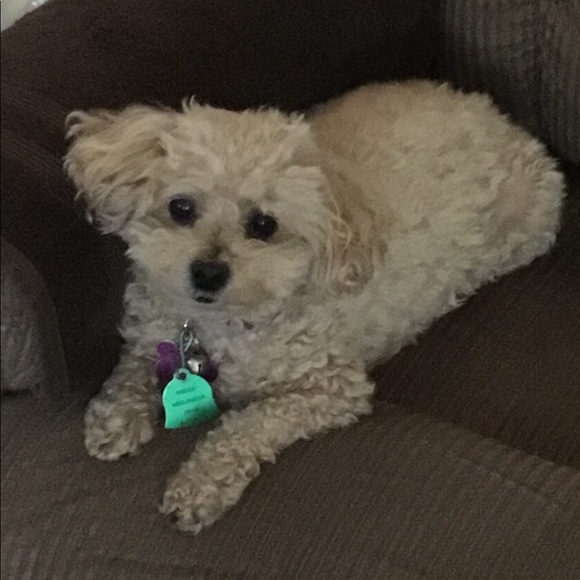 Profile Picture of Regina Brancheau (@tomgina02) on Poshmark