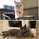 Profile Picture of British Shorthair Cats 🐈 (@paul_and_sam_bkh) on Instagram