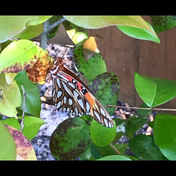 Profile Picture of Ellen Bonaiuto (@jetsfan659) on Poshmark