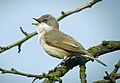 Profile Picture of Lesser whitethroaton Wikipedia