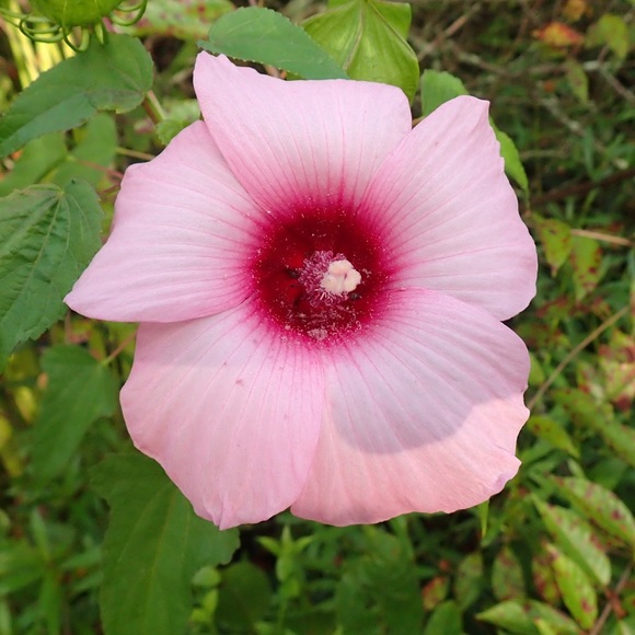 Profile Picture of Jennifer Trandell (@jenntflora) on Poshmark