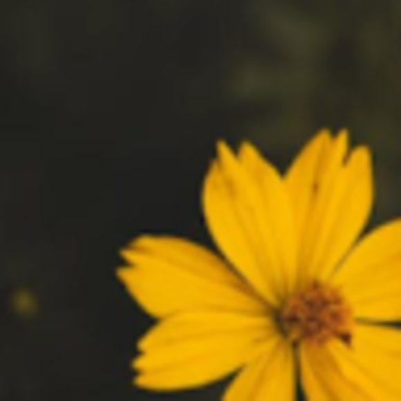 Profile Picture of Rylee Reppart (@ryleereppart) on Poshmark