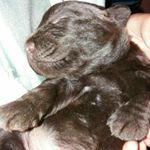 James Nixon v/d Peppelenbosch - Instagram Profile Picture of James Nixon v/d Peppelenbosch (@james_nixon_peppelenbosch) on Instagram