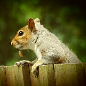 Profile Picture of Andrew Raab (@andrewraab5110) on Youtube