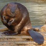 Profile Picture of BOB THE BEAVER (@hey_im_a_beaver) on Instagram