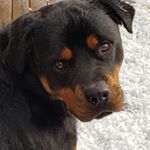 Profile Picture of Tommy Kirby (@tommy_therotty) on Instagram