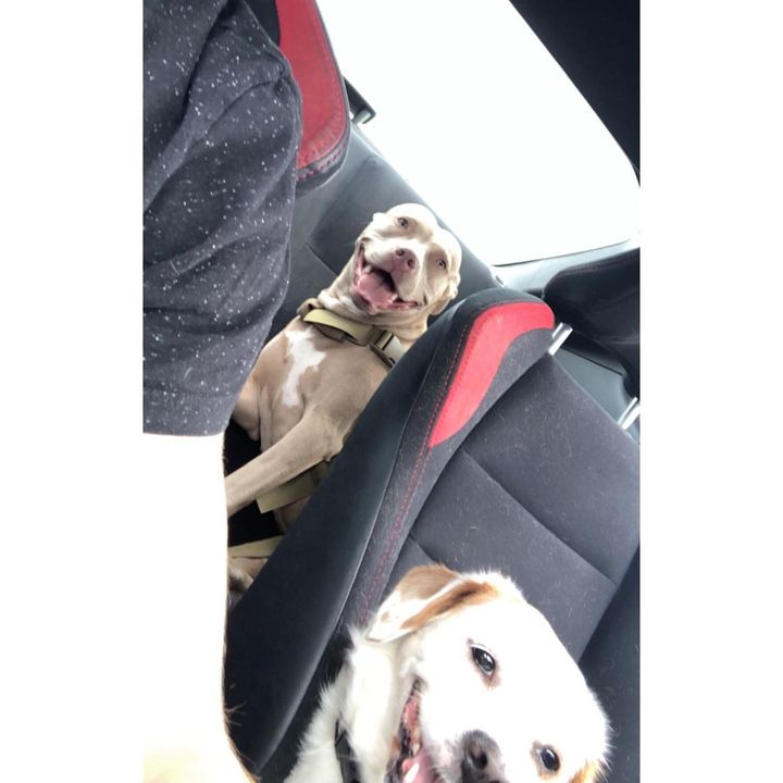 Profile Picture of Robert Cirilli (@robandhisdogs) on Tiktok