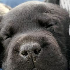 Profile Picture of Michael Sled Gledhil (@michaelsledgledhill) on Tiktok