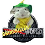 Profile Picture of Chinchillas World 🌎 (@garygarychinchilla) on Instagram