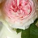 Profile Picture of Debbie Jones-Snell (@debjonell) on Pinterest