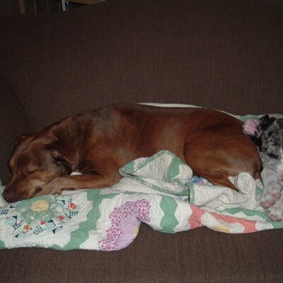 Profile Picture of Kevin Pyle (@kevinrouge) on Twitter