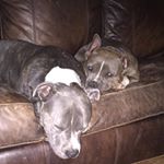 Profile Picture of Austin Alcorn (@bob_lee_swagger67) on Instagram