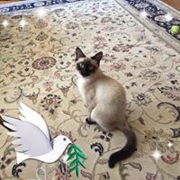 Profile Picture of Janet Mercurio (@janet-mercurio-1) on Quora