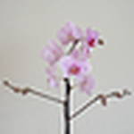 Profile Picture of Alice Beasley (@waspy2006) on Flickr