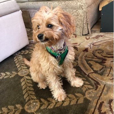 Profile Picture of Julia Trahan (@julia_trahan888) on Twitter