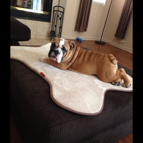 Profile Picture of Monica Kobeszko (@monicakobeszko) on Poshmark