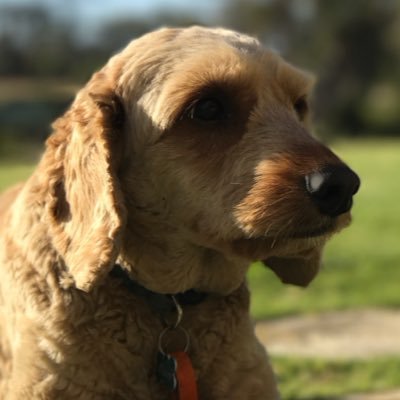 Profile Picture of Joel Wilkinson (@Shilohfuzzball) on Twitter