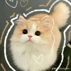 Profile Picture of Nguyễn.T. Van Anh (@nguyen.t.van.anh.302880) on Facebook