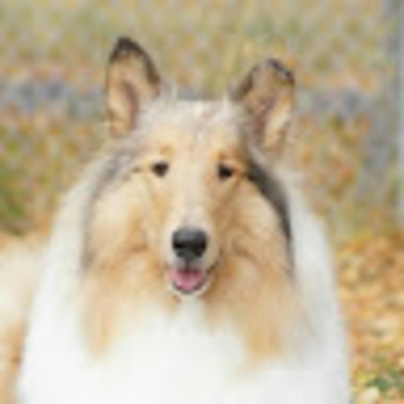 Cindi Vorkapich - Poshmark Profile Picture of Cindi Vorkapich (@vorkszoo) on Poshmark