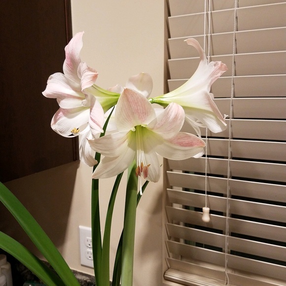 Profile Picture of Melissa Boogerd (@boogerd) on Poshmark