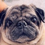 Profile Picture of Lisa Thomas (@lisaajaynee_andbouxthepug) on Instagram