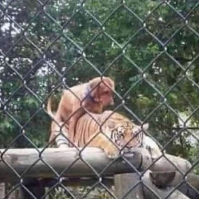 Profile Picture of Marius Balls Boy (@VincentMarius4) on Twitter