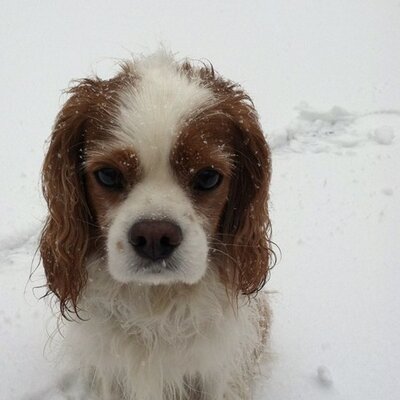 Profile Picture of Haley (@haleyreiff) on Twitter