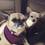 Profile Picture of Amato And Lucille (@duffer_and_duffy) on Instagram