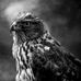 Profile Picture of Joe Faucette (@joe.faucette.75) on Facebook